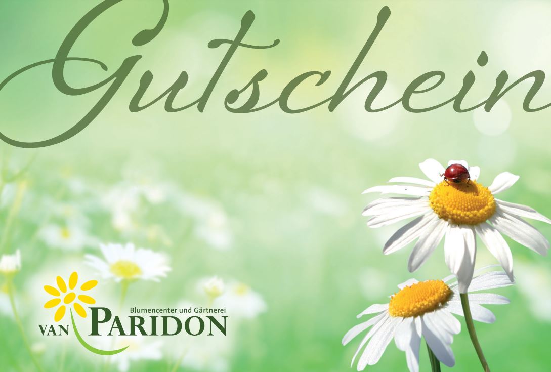 Gänseblümchen